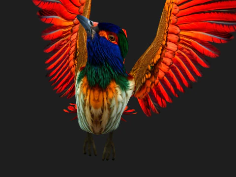 PheasantBirdB6 3D Model