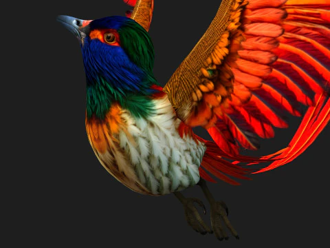 PheasantBirdB6 3D Model