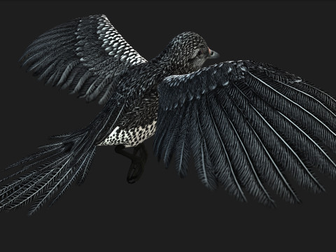 PheasantBirdB7 Modello 3D