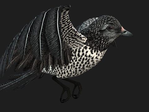 PheasantBirdB7 Modello 3D