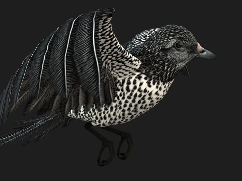 FagianoUccelloB7 Modello 3D