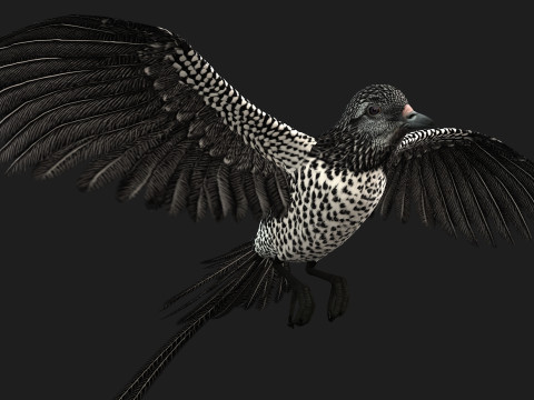 PheasantBirdB7 Modello 3D