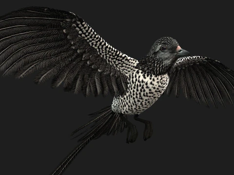 FagianoUccelloB7 Modello 3D