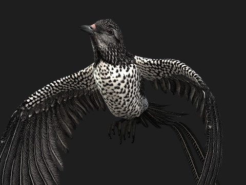 PheasantBirdB7 Modello 3D