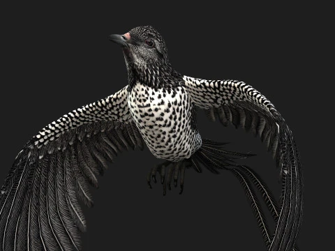 FagianoUccelloB7 Modello 3D