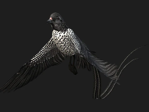 FagianoUccelloB7 Modello 3D