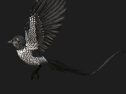 FagianoUccelloB7 Modello 3D