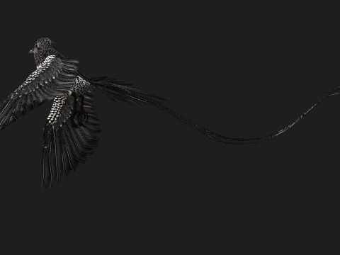 PheasantBirdB7 Modello 3D