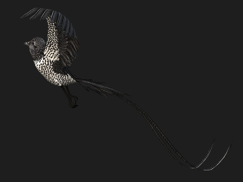 PheasantBirdB7 Modello 3D