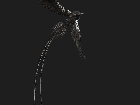 PheasantBirdB7 Modello 3D
