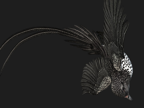 PheasantBirdB7 Modello 3D