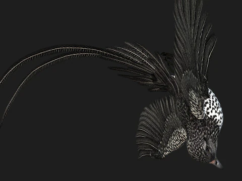 FagianoUccelloB7 Modello 3D