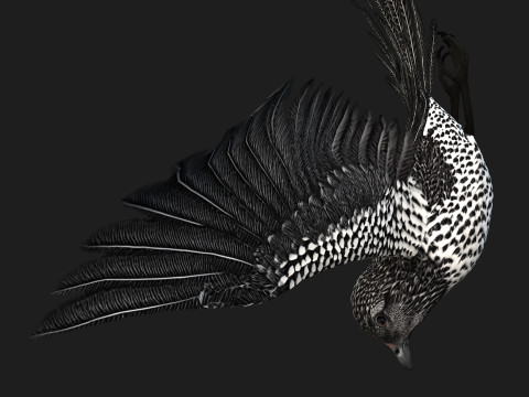 PheasantBirdB7 Modello 3D