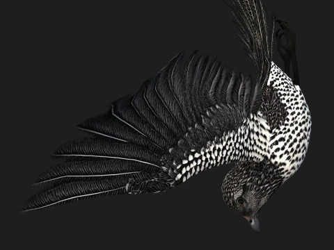 FagianoUccelloB7 Modello 3D