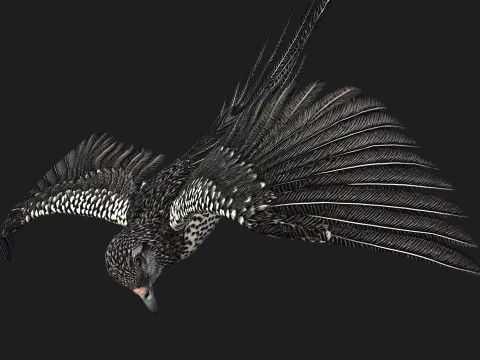 FagianoUccelloB7 Modello 3D