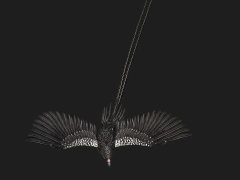 PheasantBirdB7 Modello 3D