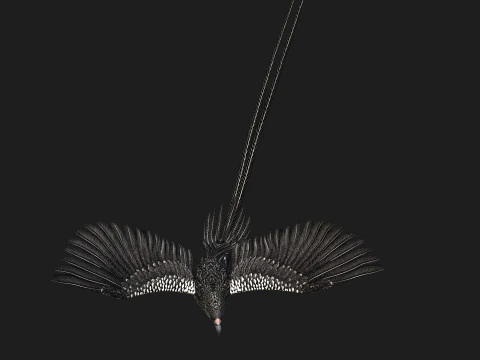 FagianoUccelloB7 Modello 3D