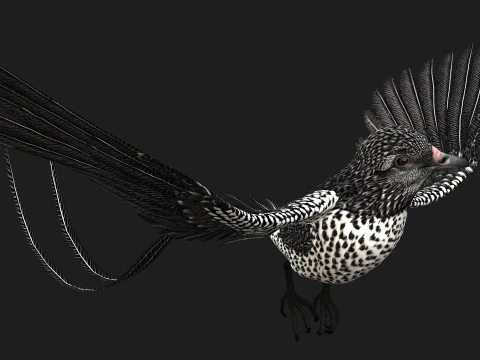 FagianoUccelloB7 Modello 3D