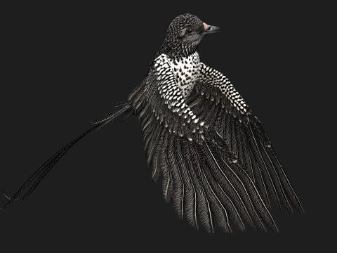 FagianoUccelloB7 Modello 3D