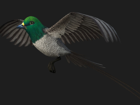 PheasantBirdB8 3D-Modell