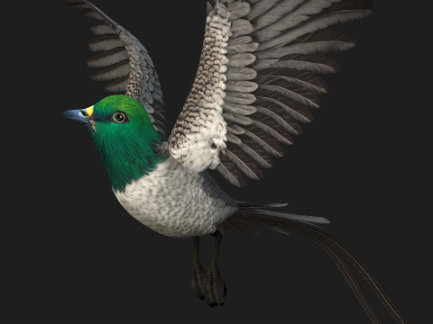 PheasantBirdB8 3D-Modell