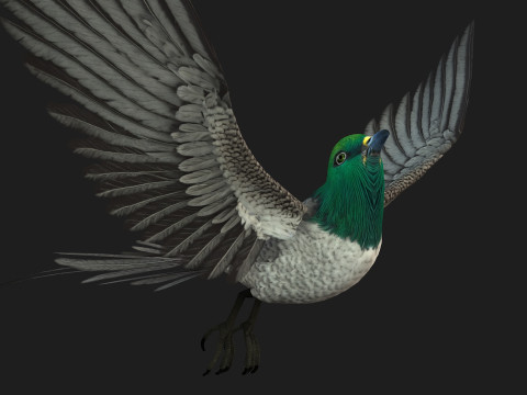 PheasantBirdB8 3D-Modell