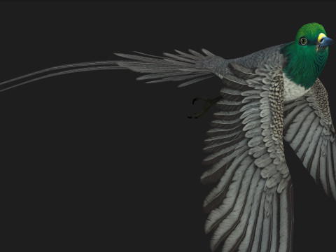 PheasantBirdB8 3D-Modell