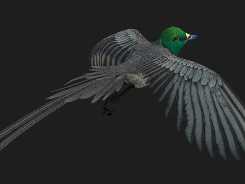 PheasantBirdB8 3D-Modell
