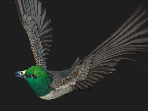 PheasantBirdB8 3D-Modell
