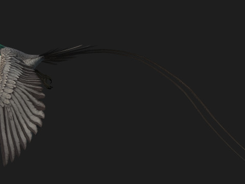 PheasantBirdB8 3D-Modell