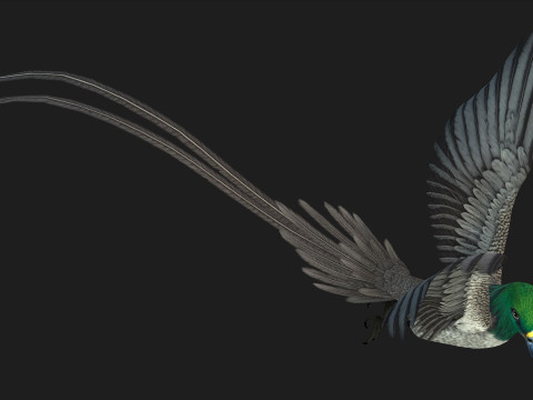PheasantBirdB8 3D-Modell