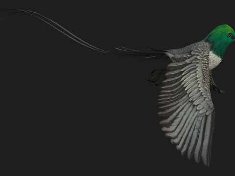 PheasantBirdB8 3D-Modell
