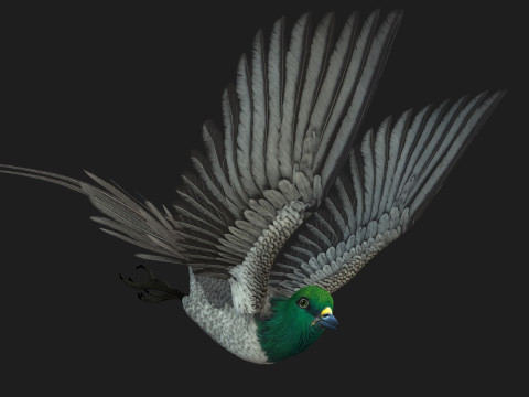 PheasantBirdB8 3D-Modell