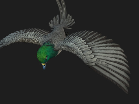 PheasantBirdB8 3D-Modell