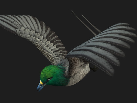 PheasantBirdB8 3D-Modell