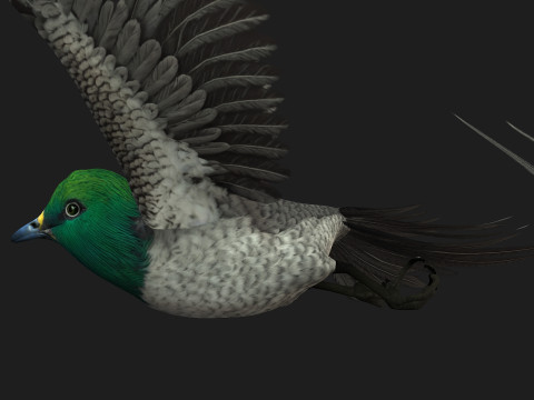 PheasantBirdB8 3D-Modell