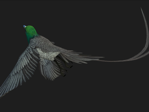 PheasantBirdB8 3D-Modell