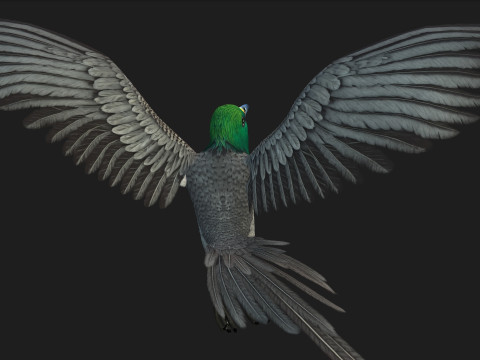 PheasantBirdB8 3D-Modell
