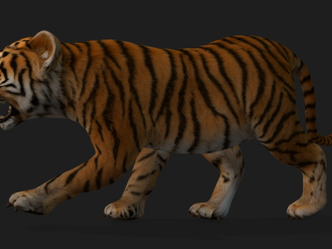 Tiger BaByA1 3D Model