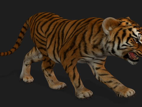 Tiger BaByA1 3D Model