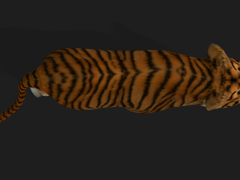 Tiger BaByA1 3D Model