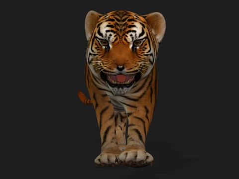 Тигр BaByA1 3D Модель