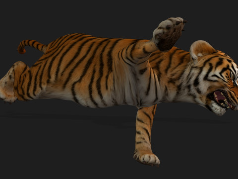 Tiger BaByA1 3D Model