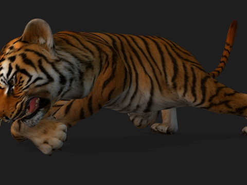 Tiger BaByA1 3D Model
