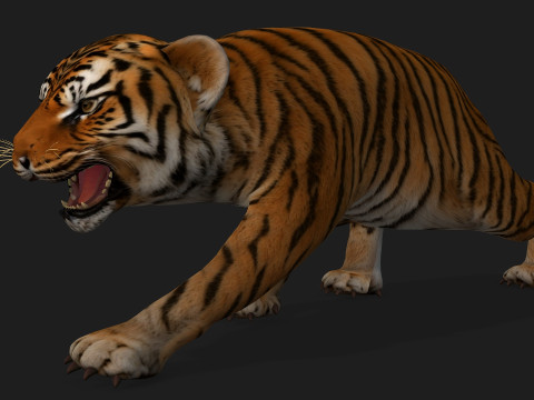 Tiger BaByA1 3D Model
