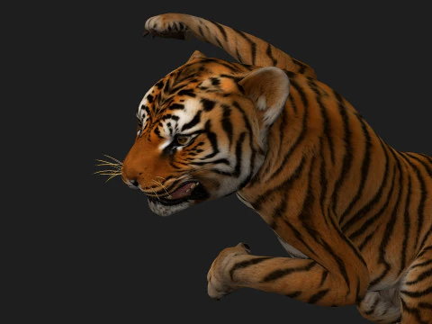 Тигр BaByA1 3D Модель