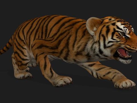 Tiger BaByA1 3D Model