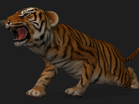 Tiger BaByA1 3D Model