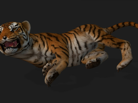 Tiger BaByA1 3D Model