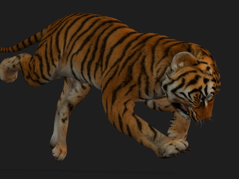 Tiger BaByA1 3D Model